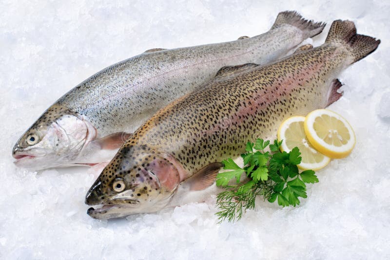 Regenbogenforelle auf Eis lizenzfreies stockfoto