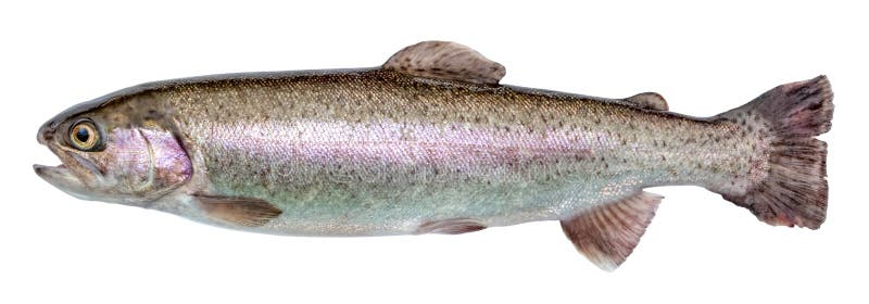 Regenbogenforelle-Flussfische lokalisiert lizenzfreies stockbild