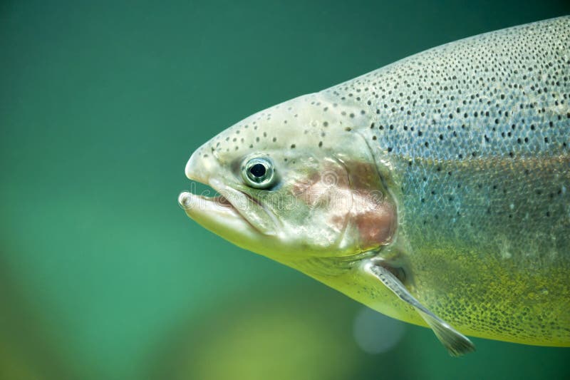 Regenbogenforelle oder Lachsforelle (Oncorhynchus mykiss stockfotografie
