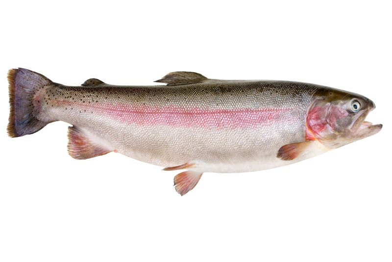 Regenbogenforelle - Oncorhynchus mykiss lizenzfreie stockfotos
