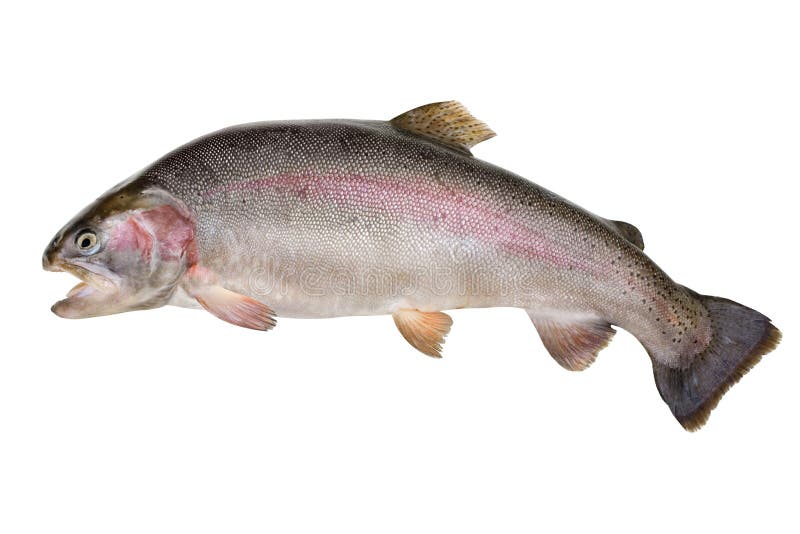 Regenbogenforelle - Oncorhynchus mykiss stockfotos