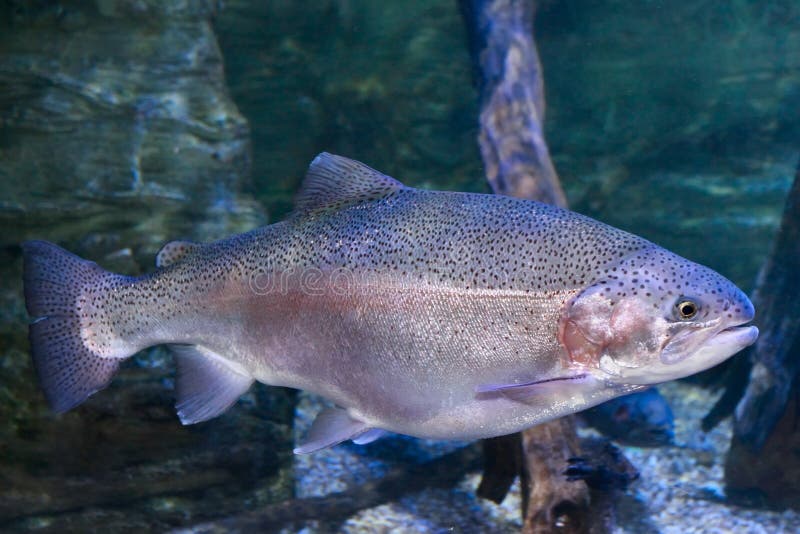 Regenbogenforelle Oncorhynchus mykiss stockbilder
