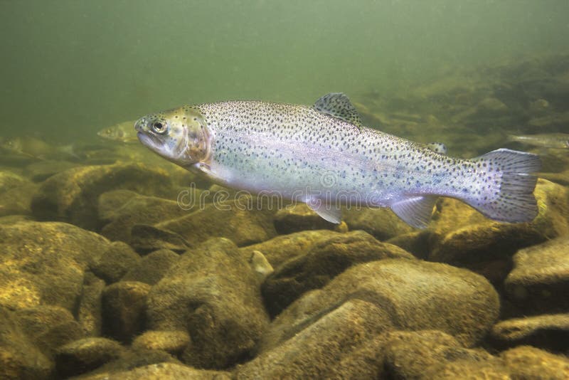 Regenbogenforelle Oncorhynchus-mykiss Nahaufnahme lizenzfreie stockfotos