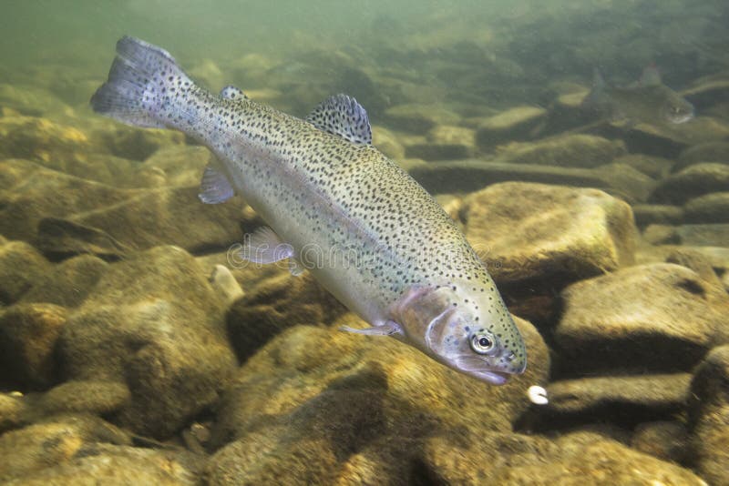 Regenbogenforelle Oncorhynchus-mykiss Nahaufnahme unter Wasser lizenzfreie stockfotos