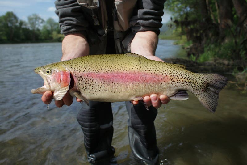 Regenbogenforelle, redband Forelle lizenzfreie stockfotos