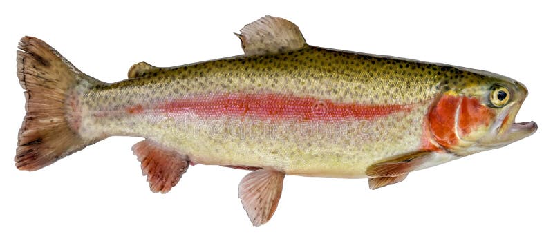Regenbogenforellen Isoliert auf weißem Hintergrund Oncorhynchus mykiss lizenzfreie stockbilder