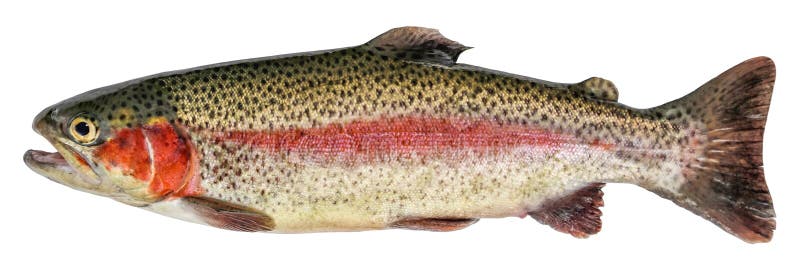 Regenbogenforellenfische im weißen Hintergrund isoliert Seitenansicht lizenzfreies stockfoto