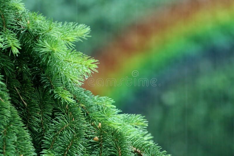 Regenboog in bos stock fotografie Regenboog in bos stock fotografie