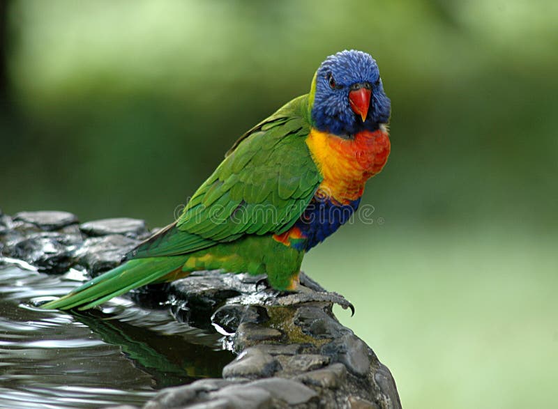 Download Regenboog Lorikeet stock afbeelding. Afbeelding bestaande uit nave - 279937