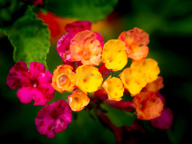 Regendalingen op de Gele Roze Haagbloemen die worden neergestreken stock fotografie Regendalingen op de Gele Roze Haagbloemen die worden neergestreken stock fotografie