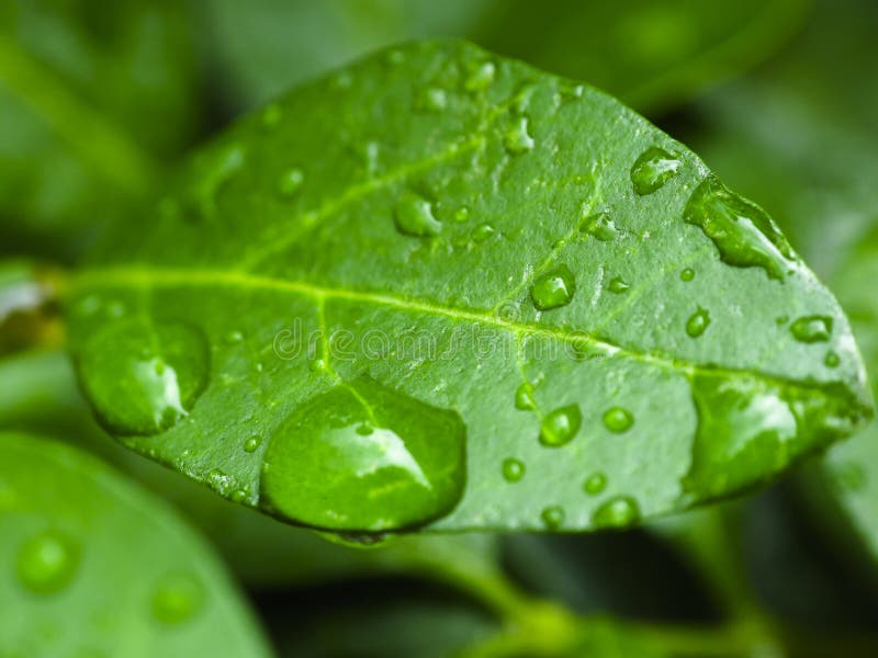 Raindrops collected on a single leaf. Raindrops collected on a single leaf