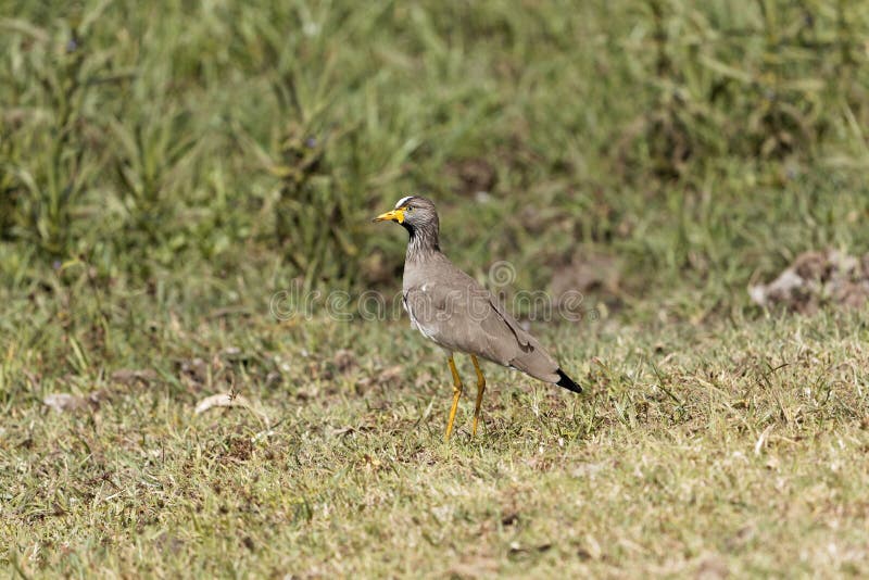 Regenpfeifer Senegals geflochtes Vanellus senegallus auf einer Wiese lizenzfreies stockfoto Regenpfeifer Senegals geflochtes Vanellus senegallus auf einer Wiese lizenzfreies stockfoto