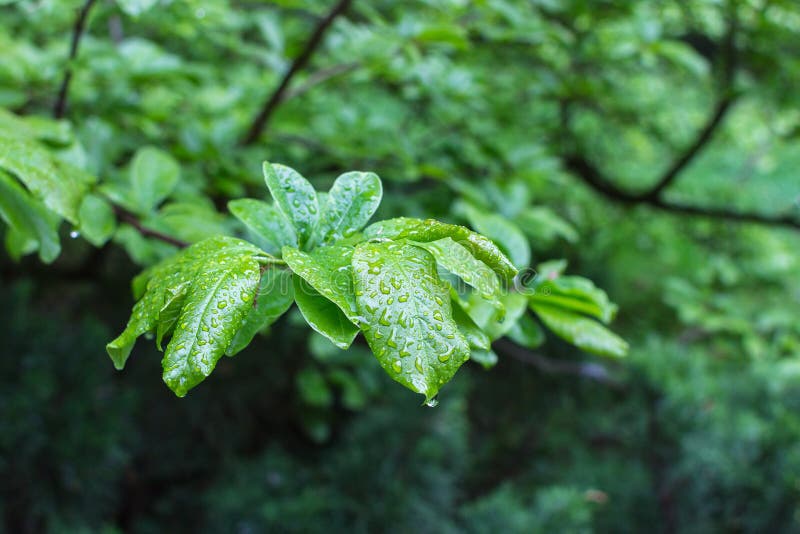 Regentropfen auf Blättern nach einem Sommergewitter lizenzfreie stockbilder Regentropfen auf Blättern nach einem Sommergewitter lizenzfreie stockbilder