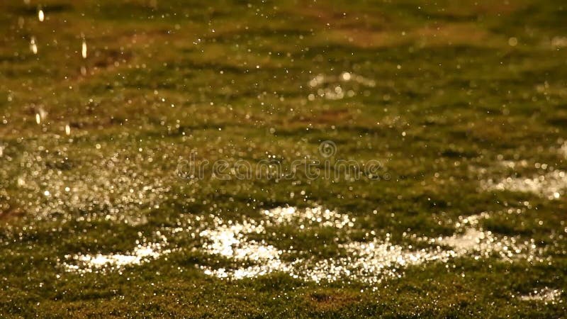 Regenwasser im Garten