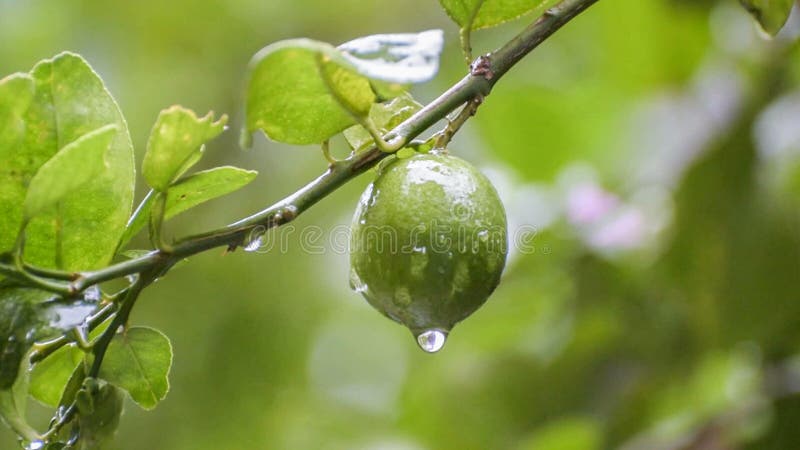 Regenwassertropfen von der Kalkfruchtgesamtlänge