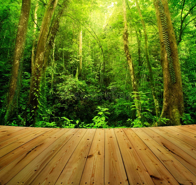 Wooden floor and Tropical Rainforest Landscape, Malaysia, Asia. Wooden floor and Tropical Rainforest Landscape, Malaysia, Asia