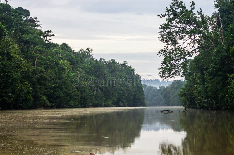 Regenwoud langs de kinabatangan rivier, Sabah, Borneo Malaysi royalty-vrije stock fotografie Regenwoud langs de kinabatangan rivier, Sabah, Borneo Malaysi royalty-vrije stock fotografie