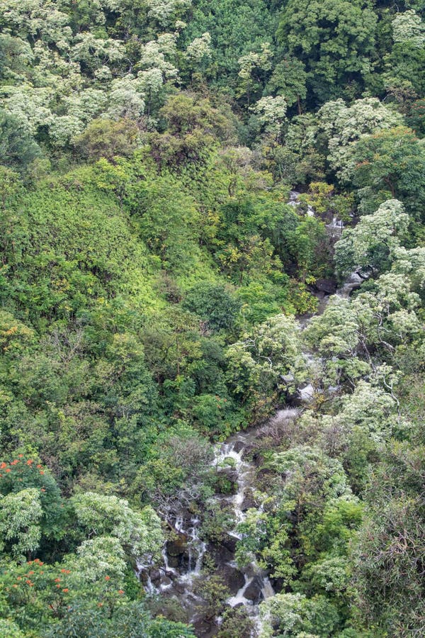 Regenwoud op Hana Highway royalty-vrije stock fotografie Regenwoud op Hana Highway royalty-vrije stock fotografie