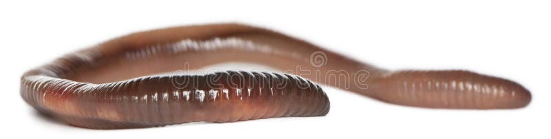 Regenwurmes, Lumbricus terrestris lizenzfreies stockbild Regenwurmes, Lumbricus terrestris lizenzfreies stockbild