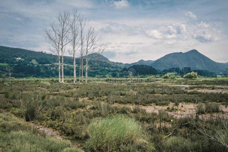 Regi?es pantanosas e p?ntanos na reserva da biosfera de Urdaibai no pa?s Basque foto de stock Regi?es pantanosas e p?ntanos na reserva da biosfera de Urdaibai no pa?s Basque foto de stock