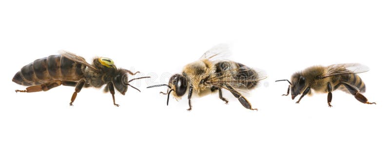 Regina madre dell'ape e operaio dell'ape e del fuco - tre tipi di api