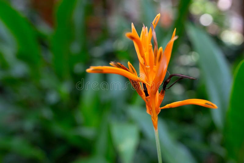 Reginae hermosos del Strelitzia de la flor de la ave del paraíso aislados en fondo verde imagen de archivo Reginae hermosos del Strelitzia de la flor de la ave del paraíso aislados en fondo verde imagen de archivo