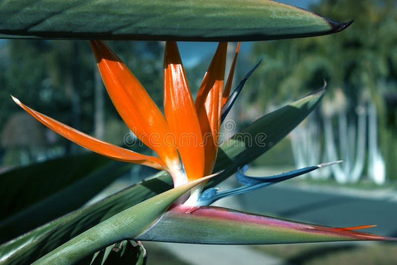 Reginae hermosos del Strelitzia de la flor de la ave del paraíso imagen de archivo Reginae hermosos del Strelitzia de la flor de la ave del paraíso imagen de archivo