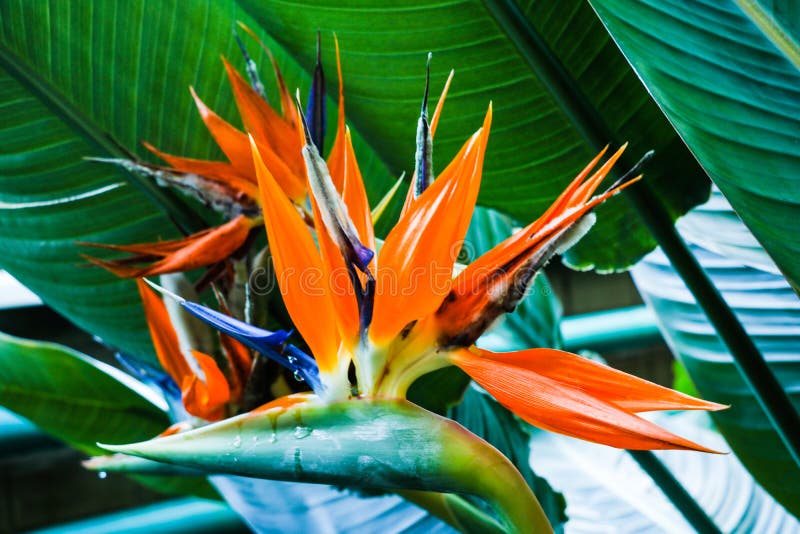 Reginae hermosos del Strelitzia de la flor de la ave del paraíso en fondo verde foto de archivo Reginae hermosos del Strelitzia de la flor de la ave del paraíso en fondo verde foto de archivo