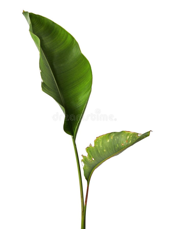 Reginae Strelitzia, Heliconia, φύλλωμα πουλιών του παραδείσου που απομονώνεται στο άσπρο υπόβαθρο, με το ψαλίδισμα της πορείας στοκ εικόνες Reginae Strelitzia, Heliconia, φύλλωμα πουλιών του παραδείσου που απομονώνεται στο άσπρο υπόβαθρο, με το ψαλίδισμα της πορείας στοκ εικόνες