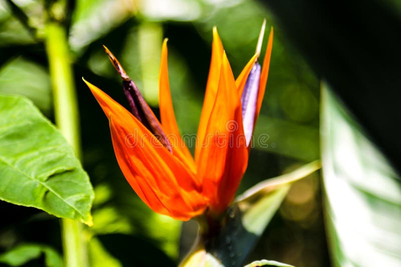Reginae Strelitzia ή λουλούδι πουλιών του παραδείσου ενάντια σε μουτζουρωμένο Ηλιόλουστη θερινή ημέρα στοκ εικόνα με δικαίωμα ελεύθερης χρήσης