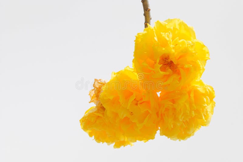 Regium di Cochlospermum fotografia stock Regium di Cochlospermum fotografia stock