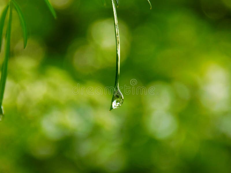 regn för droppleafväxt royaltyfri fotografi regn för droppleafväxt royaltyfri fotografi