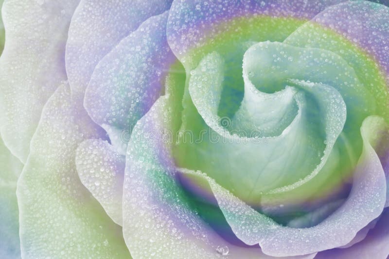 This is a playful abstract image of a classic long stemmed rose covered in dew and colored in soft rainbow colors. This is a playful abstract image of a classic long stemmed rose covered in dew and colored in soft rainbow colors.