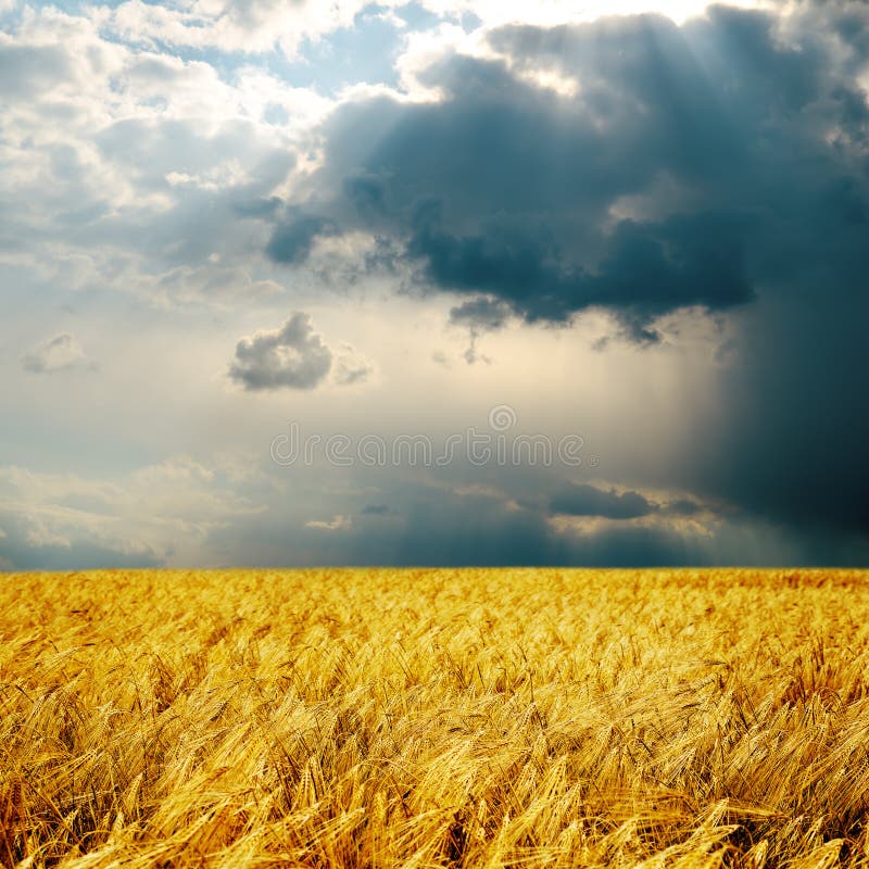 Regnerischer Tag und Ernte stockfotografie Regnerischer Tag und Ernte stockfotografie