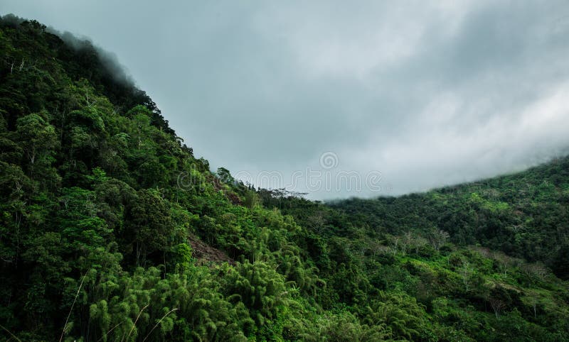 Regnmoln som betar bergvapnet & x28; Jungle& x29 royaltyfri fotografi