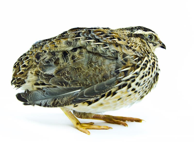 Regular color quail isolated on white background