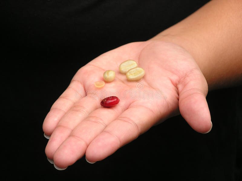 Regular & Peaberry Coffee Beans Stock Image Image of roasted