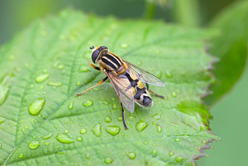 Regular shuttle fly sitting on a green leaf