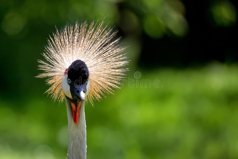 Regulorum de Grey Crowned Crane - de Balearica, un portrait images libres de droits Regulorum de Grey Crowned Crane - de Balearica, un portrait images libres de droits