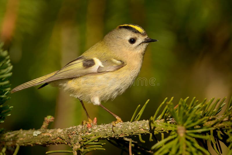 Regulus de Goldcrest - de Regulus photos stock