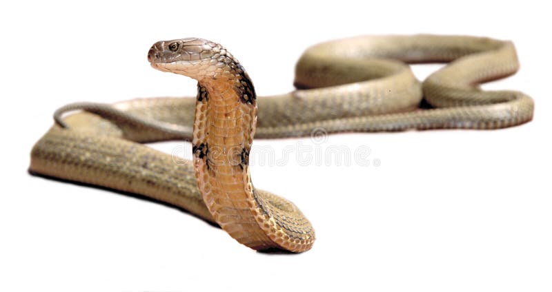Cobra-real imagem de stock royalty free