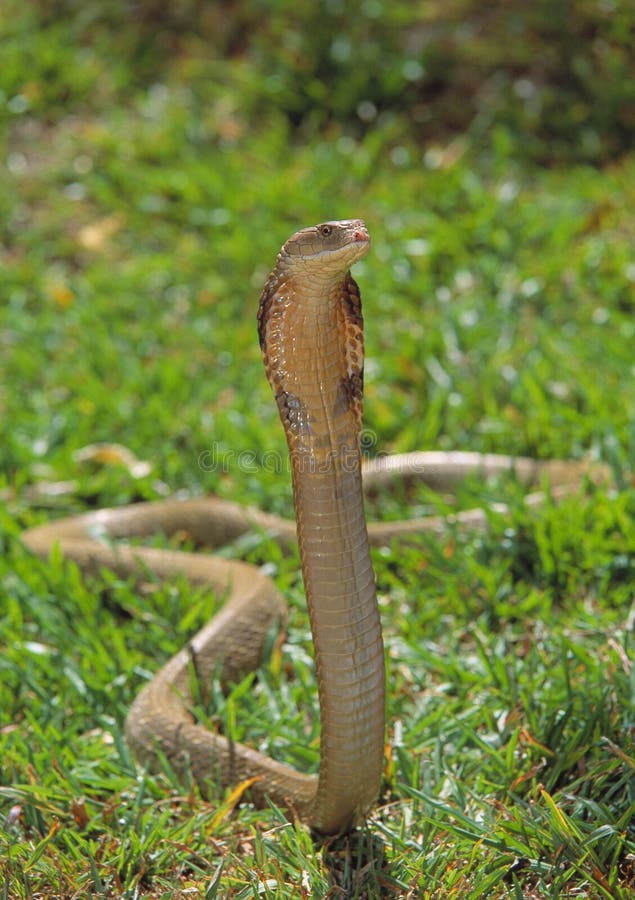 Rei Cobra fotografia de stock