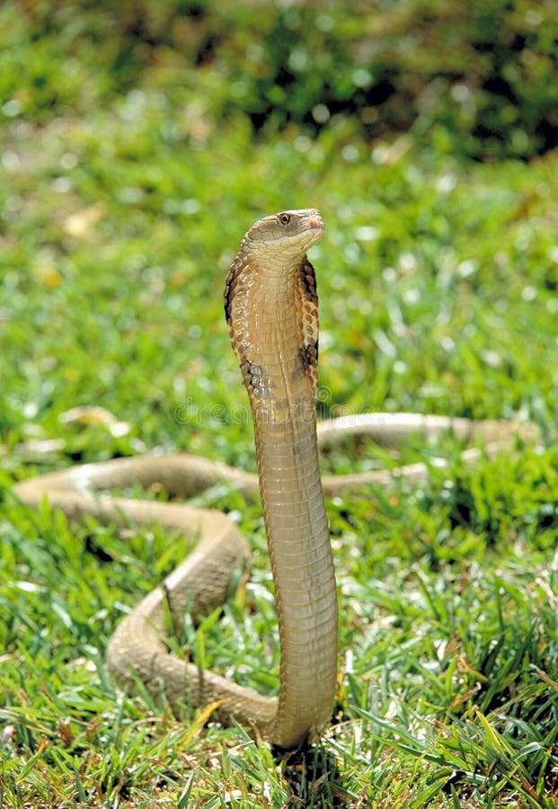 Cobra-real fotos de stock