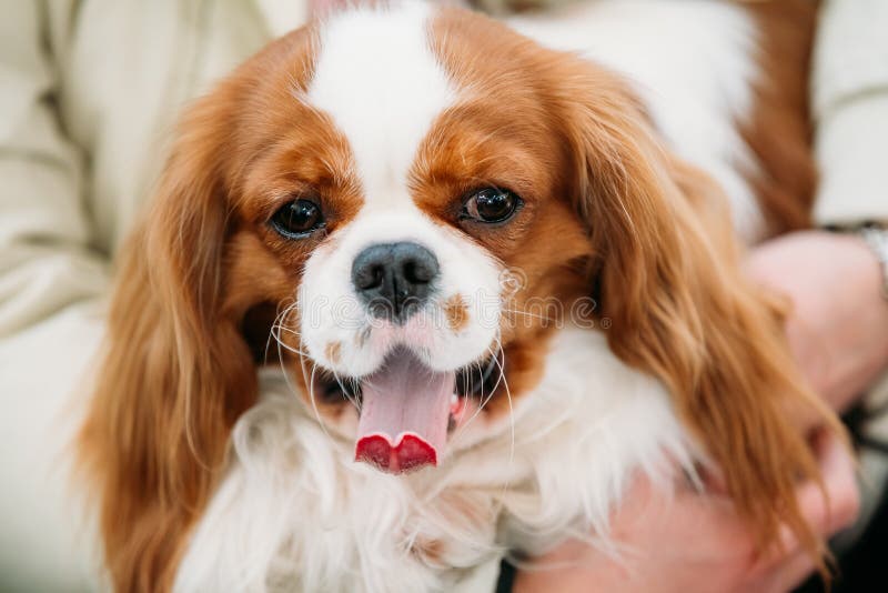Rei descuidado branco e vermelho engraçado Charles Spaniel Dog imagens de stock