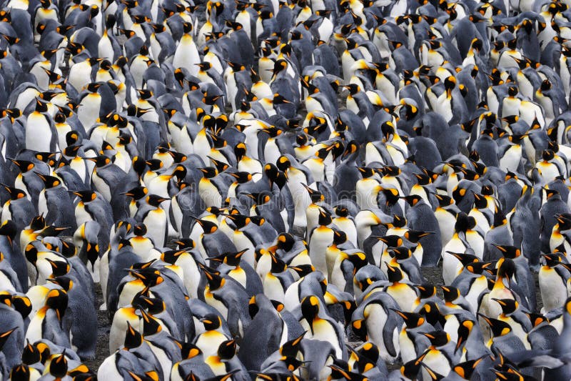 Rei pinguim Rei pinguim