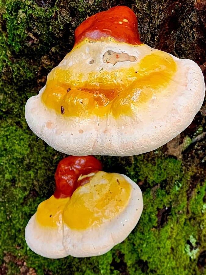 Reichie Ganoderma Grzybowa natura natury abstrakcyjnej zdjęcie royalty free