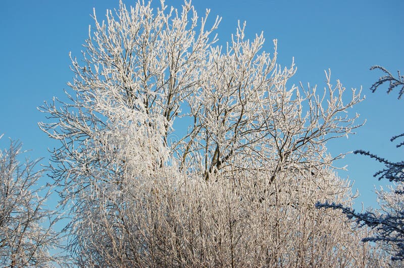 Reif auf Bäumen mit einem blauen Himmel stockbilder Reif auf Bäumen mit einem blauen Himmel stockbilder