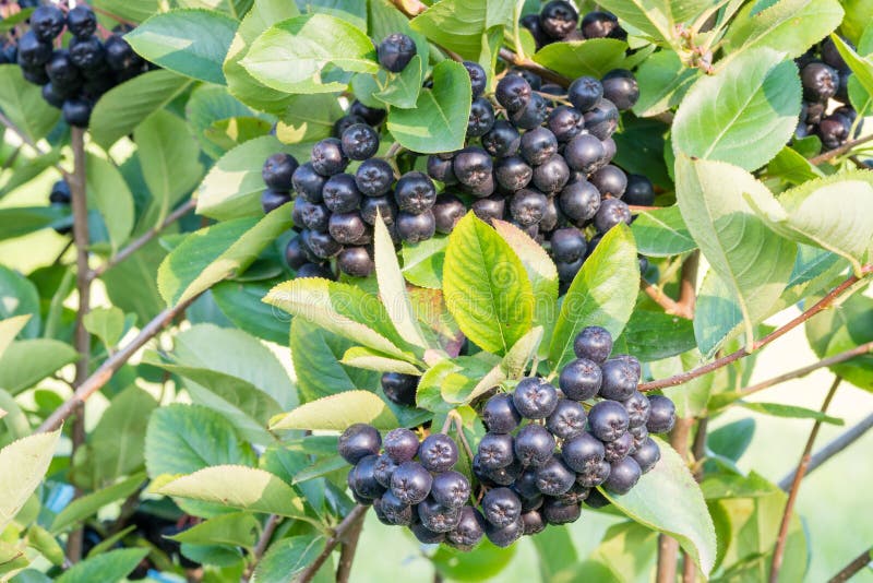 Reife Beeren Aronia-melanocarpa Schwarzes Chokeberry auf der Niederlassung lizenzfreie stockfotos Reife Beeren Aronia-melanocarpa Schwarzes Chokeberry auf der Niederlassung lizenzfreie stockfotos