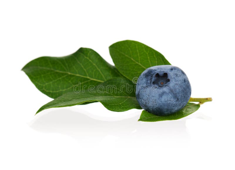 Reife Blaubeere lizenzfreie stockfotos Reife Blaubeere lizenzfreie stockfotos