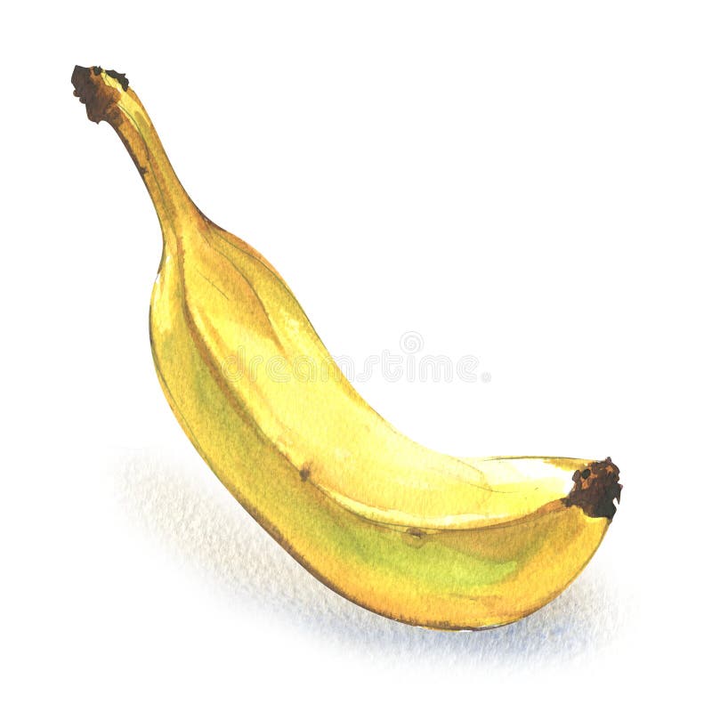 Reife einzelne gelbe Bananenfrucht lokalisiert, Hand gezeichnete Aquarellillustration auf Weiß lizenzfreie abbildung Reife einzelne gelbe Bananenfrucht lokalisiert, Hand gezeichnete Aquarellillustration auf Weiß lizenzfreie abbildung